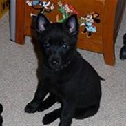 Schipperke Rijona Sille