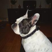 Fransk bulldog  mille larsen