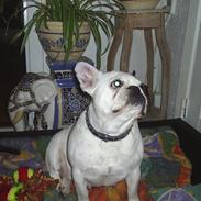 Fransk bulldog  mille larsen