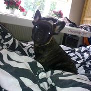 Fransk bulldog Noah