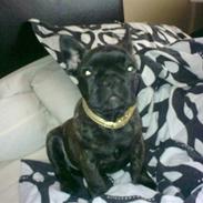 Fransk bulldog Noah