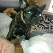Fransk bulldog Noah
