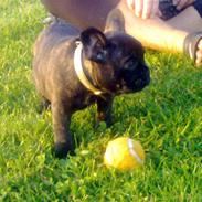 Fransk bulldog Noah