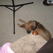 Blanding af racer Ossi 