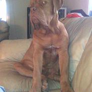 Dogue de bordeaux BS