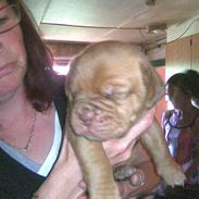 Dogue de bordeaux BS