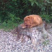 Dogue de bordeaux BS