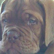 Dogue de bordeaux BS