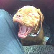 Dogue de bordeaux BS