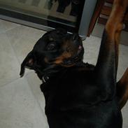 Rottweiler vindelsbo's Xaco