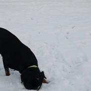 Rottweiler vindelsbo's Xaco
