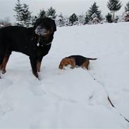 Rottweiler vindelsbo's Xaco