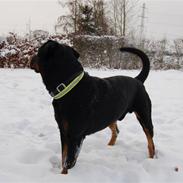 Rottweiler vindelsbo's Xaco