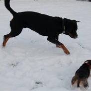 Rottweiler vindelsbo's Xaco
