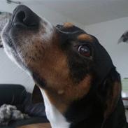 Blanding af racer Nicky