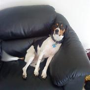 Blanding af racer Nicky