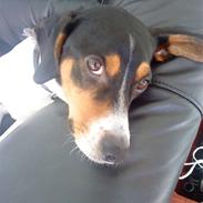 Blanding af racer Nicky