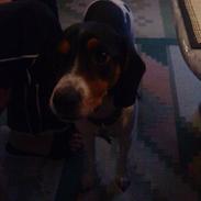 Blanding af racer Nicky