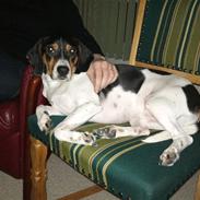 Blanding af racer Nicky