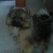 Pomeranian Joey<3