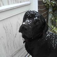 Blanding af racer Joey