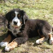 Berner sennenhund Lui