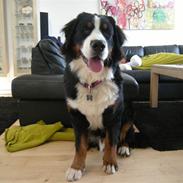 Berner sennenhund Lui