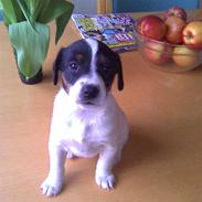 Dansk svensk gaardhund Mercedes