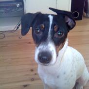 Dansk svensk gaardhund Mercedes