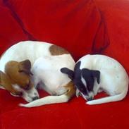 Dansk svensk gaardhund Mercedes