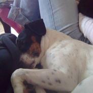 Dansk svensk gaardhund Mercedes