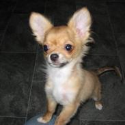 Chihuahua Valentino