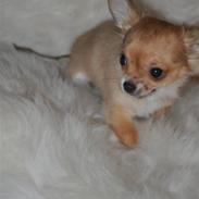 Chihuahua Valentino