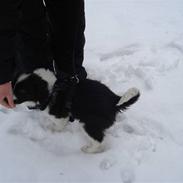 Border collie Balou