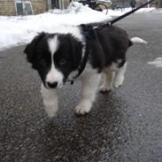 Border collie Balou