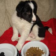 Border collie Balou