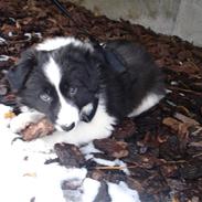 Border collie Balou