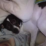 Dansk svensk gaardhund Lui