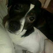 Dansk svensk gaardhund Lui