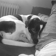 Dansk svensk gaardhund Lui