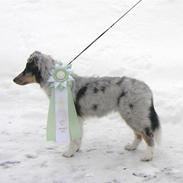 Shetland sheepdog Freddy