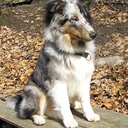 Shetland sheepdog Freddy
