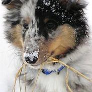 Shetland sheepdog Freddy