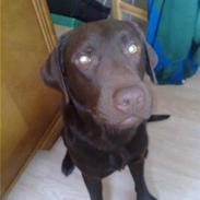 Labrador retriever Basse
