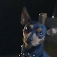 Dvaergpinscher trunte 