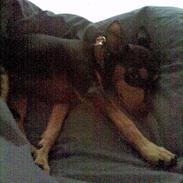 Dvaergpinscher trunte 