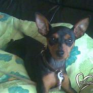 Dvaergpinscher trunte 