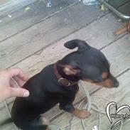 Dvaergpinscher trunte 