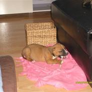 Blanding af racer Dolly