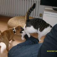 Blanding af racer Dolly